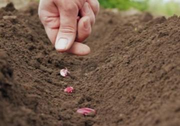 Rajma Farming : सोयाबीन काढणीनंतर शेतकऱ्यांना राजमा पेरणी फायद्याची ठरेल का? वाचा सविस्तर - Marathi News | Latest News Rajma Farming How Rajma will benefit farmers after soybean harvest see details | Latest News at Lokmat.com