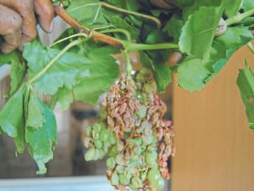 Grape Farming : द्राक्ष देठावरील गाठींची समस्या आणि उपाय, जाणून घ्या सविस्तर - Marathi News | Latest News Grape Farming Management Know the problem and solution of knots on grape stems in detail | Latest News at Lokmat.com Grape Farming : द्राक्ष देठावरील गाठींची समस्या आणि उपाय, जाणून घ्या सविस्तर - Marathi News | Latest News Grape Farming Management Know the problem and solution of knots on grape stems in detail | Latest News at Lokmat.com