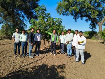 Agriculture News : केसर आंबा लागवडीसाठी 'ही' पद्धत ठरेल बेस्ट पर्याय, जाणून घ्या सविस्तर  - Marathi News | Latest News Agriculture News Ultra dense planting method is best option for saffron mango cultivation, know in detail | Latest News at Lokmat.com