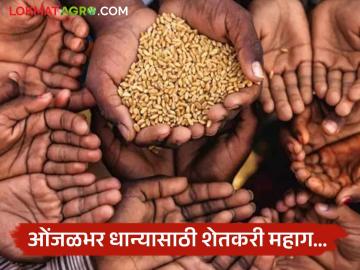 कमी कष्टाचे पीक म्हणून ओळखल्या जाणाऱ्या उसाचा शिरकाव झाला अन् शेतकरी पारंपरिक वाणाची पिके विसरला - Marathi News | Sugarcane, known as a low-labor crop, entered the market and farmers forgot about traditional varieties of crops. | Latest News at Lokmat.com