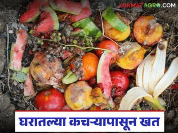 Gardening Tips : भाज्या, फळांच्या साली फेकू नका, परसबागेसाठी तयार करा कंपोस्ट खत, वाचा सविस्तर  - Marathi News | Latest News Don't throw away vegetable and fruit peels, prepare compost for your garden, read in detail | Latest News at Lokmat.com