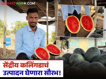 Saurabh Khutwad : एमपीएससी सोडली, सेंद्रीय शेती सुरू केली; सेंद्रीय कलिंगडाचं उत्पादन घेत शेतातूनच विक्री करणारा सौरभ - Marathi News | Saurabh Khutwad Left MPSC, started organic farming; Saurabh, who produces organic watermelon and sells it from the farm itself | Latest agriculture News at Lokmat.com