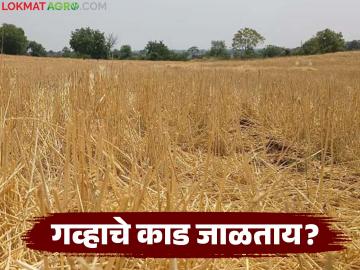 Wheat Management : गव्हाचे काड जाळताय? थांबा! 'हा' उपाय न केल्यास जमिन होईल उजाड - Marathi News | latest news Wheat Management : Burning wheat stalk? stop! If 'this' solution is not done, the land will become desolate | Latest News at Lokmat.com