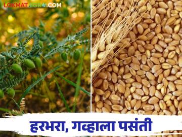 Rabi Season : समाधानकारक पावसाने रब्बीच्या आशा झाल्या पल्लवित; यंदा किती हेक्टरवर होणार पेरणी? वाचा सविस्तर - Marathi News | Rabi Season : Rabi's How many hectares will be sown this year? Read in detail | Latest News at Lokmat.com
