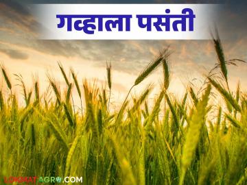 Rabbi season : यंदाच्या हंगामात ज्वारीचे क्षेत्र घेतले गव्हाने! वाचा सविस्तर - Marathi News | Rabbi season: Wheat has taken over the sorghum area this season! Read in detail | Latest News at Lokmat.com