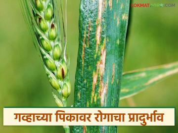Wheat Crop Disease : गव्हाच्या पिकावर रोगाचा प्रादुर्भाव; शेतकऱ्यांनी वेळीच सावध व्हा! - Marathi News | latest news Wheat Crop Disease: Outbreak of disease in wheat crop; Farmers should be alert in time! | Latest News at Lokmat.com