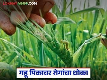 Wheat Crop Management : गहू पिकावरील प्रमुख रोग कोणते? जाणून घ्या प्रभावी उपाययोजना - Marathi News | latest news Wheat Crop Management: What are the major diseases of wheat crop? Know effective measures | Latest News at Lokmat.com Wheat Crop Management : गहू पिकावरील प्रमुख रोग कोणते? जाणून घ्या प्रभावी उपाययोजना - Marathi News | latest news Wheat Crop Management: What are the major diseases of wheat crop? Know effective measures | Latest News at Lokmat.com
