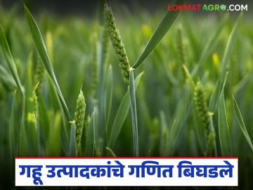 गव्हाला एकरी २१ हजारांचा खर्च अन् ३० हजारांचे उत्पन्न; गहू मार्केट कधीपर्यंत वाढणार? - Marathi News | Wheat costs Rs 21,000 per acre and yields Rs 30,000; How long will the wheat market grow? | Latest News at Lokmat.com गव्हाला एकरी २१ हजारांचा खर्च अन् ३० हजारांचे उत्पन्न; गहू मार्केट कधीपर्यंत वाढणार? - Marathi News | Wheat costs Rs 21,000 per acre and yields Rs 30,000; How long will the wheat market grow? | Latest News at Lokmat.com