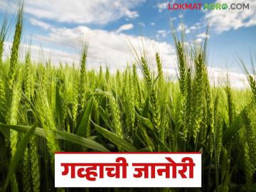 Wheat Farming: जानोरीचा गहू देतोय एकरी ७ क्विंटल उत्पादन; कसे ते वाचा सविस्तर - Marathi News | Wheat Farming: latest news Janori wheat is yielding 7 quintals per acre; Read how in detail | Latest News at Lokmat.com