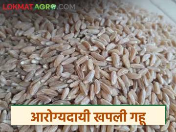 Khapli Wheat Benefits : आरोग्यदायी ‘खपली गहू’; जाणून घ्या सविस्तर कहाणी - Marathi News | latest news Khapli Wheat Benefits: Healthy 'Khapli Wheat'; Know the detailed story | Latest News at Lokmat.com Khapli Wheat Benefits : आरोग्यदायी ‘खपली गहू’; जाणून घ्या सविस्तर कहाणी - Marathi News | latest news Khapli Wheat Benefits: Healthy 'Khapli Wheat'; Know the detailed story | Latest News at Lokmat.com
