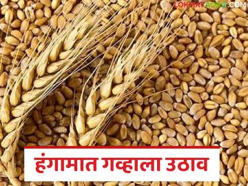 Gahu Bajarbhav: गहू हंगामातच तेजीत! दर वाढले; आता विकू की थांबू? - Marathi News | latest news Gahu Bajarbhav: Booming in wheat season! rates increased; Sell now or wait? | Latest News at Lokmat.com