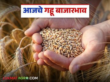 Wheat Market Price : १९,८२५ क्विंटल गव्हाची आवक; 'या' बाजार समितीत मिळतोय सोन्याचा भाव वाचा सविस्तर