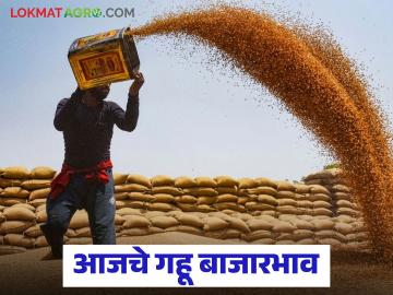 Wheat Market Update : गहू दरात मोठा उलटफेर! 'या' बाजारात विक्रमी दर, तर कुठे घसरले भाव - Marathi News | latest news Wheat Market Update: Big reversal in wheat prices! Record prices in this market, while prices have fallen elsewhere | Latest News at Lokmat.com