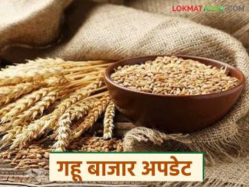 Gahu Bajarbhav : गहू दरात मोठी तफावत; कोणत्या बाजारात तेजी, कुठे घसरण? - Marathi News | latest news Wheat Market: Big difference in wheat prices; In which market is it rising, where is it falling? | Latest News at Lokmat.com