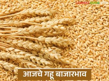 Gahu Bajarbhav : मुंबईत गव्हाची मोठी आवक; तरीही दर टिकले मजबूत - Marathi News | latest news Gahu Bajarbhav : Large arrival of wheat in Mumbai; Yet rates remained strong | Latest News at Lokmat.com Gahu Bajarbhav : मुंबईत गव्हाची मोठी आवक; तरीही दर टिकले मजबूत - Marathi News | latest news Gahu Bajarbhav : Large arrival of wheat in Mumbai; Yet rates remained strong | Latest News at Lokmat.com