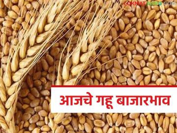 Gahu Bajarbhav : शरबती गहू झाला सुपरहिट; बाजाराचा नेमका ट्रेंड काय? वाचा सविस्तर - Marathi News | latest news Gahu Bajarbhav: Sharbati Gahu has become a superhit; What is the exact trend in the market? Read in detail | Latest market-yard News at Lokmat.com