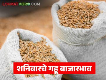 Gahu Bajarbhav : अक्षय तृतीयेपूर्वी गहू तेजीत; कोणत्या बाजारात मिळाला सर्वाधिक दर? - Marathi News | latest news Gahu Bajarbhav : Wheat prices rise before Akshaya Tritiya; Which market got the highest price? | Latest News at Lokmat.com Gahu Bajarbhav : अक्षय तृतीयेपूर्वी गहू तेजीत; कोणत्या बाजारात मिळाला सर्वाधिक दर? - Marathi News | latest news Gahu Bajarbhav : Wheat prices rise before Akshaya Tritiya; Which market got the highest price? | Latest News at Lokmat.com