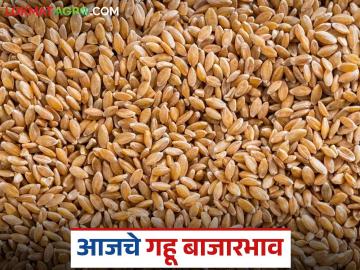 Gahu Market : राज्यात गव्हाची आवक घसरली; तुमच्या जिल्ह्यात किती दर मिळाला? वाचा सविस्तर - Marathi News | latest news Wheat Market : Wheat arrivals in the state have decreased; What was the price received in your district? Read in detail | Latest News at Lokmat.com Gahu Market : राज्यात गव्हाची आवक घसरली; तुमच्या जिल्ह्यात किती दर मिळाला? वाचा सविस्तर - Marathi News | latest news Wheat Market : Wheat arrivals in the state have decreased; What was the price received in your district? Read in detail | Latest News at Lokmat.com