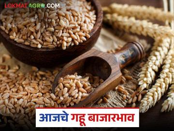 Gahu Market : आजचा गहू बाजारभाव: कुठे किती भाव, कुठे किती आवक? वाचा सविस्तर - Marathi News | latest news Wheat Market: Today's wheat market price: Where is the price, where is the arrival? Read in detail | Latest News at Lokmat.com Gahu Market : आजचा गहू बाजारभाव: कुठे किती भाव, कुठे किती आवक? वाचा सविस्तर - Marathi News | latest news Wheat Market: Today's wheat market price: Where is the price, where is the arrival? Read in detail | Latest News at Lokmat.com