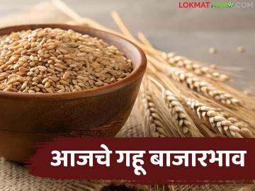 Gahu Bajarbhav : गहू विकताय का? आधी हे दर पाहा; कुठे मिळतोय सर्वाधिक भाव - Marathi News | latest news Gahu Bajarbhav: Do you sell wheat? First see these prices; Where is the highest price being offered? | Latest News at Lokmat.com