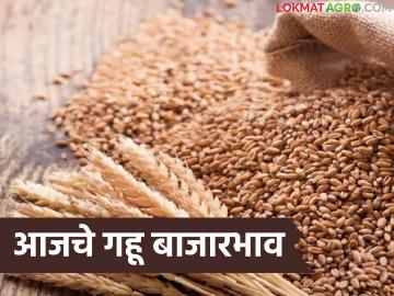 Gahu Bajarbhav : आवक वाढली, दर घसरले? गहू बाजाराचा संपूर्ण ट्रेंड जाणून घ्या - Marathi News | latest news Gahu Bajarbhav : Arrivals increased, prices fell? Know the complete trend of the wheat market | Latest market-yard News at Lokmat.com