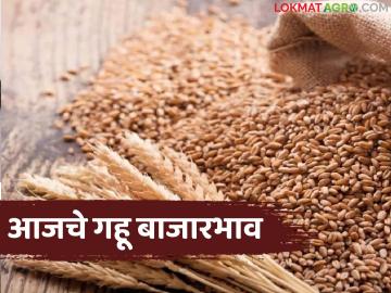 Gahu Bajarbhav : गहू बाजाराचा ट्रेंड बदलला; 'या' जातीला मिळतोय जबरदस्त भाव - Marathi News | latest news Gahu Bajarbhav: The trend of the wheat market has changed; 'This' variety is getting a great price | Latest News at Lokmat.com
