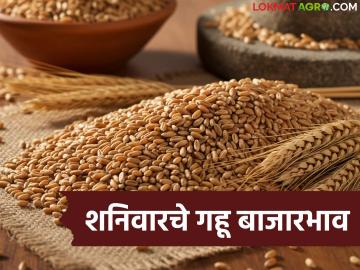 Wheat Market Update : गहू दरात चढ-उतार; कुठे फायदा, कुठे तोटा? - Marathi News | latest news Wheat Market Update: Fluctuations in wheat prices; Where is the profit, where is the loss? | Latest market-yard News at Lokmat.com