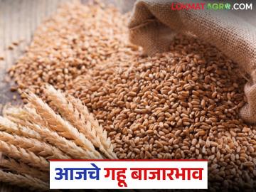 Gahu Market : गव्हाच्या आवकेत मोठी घट; शरबतीने गाठला 'इतक्या' हजारांचा टप्पा! वाचा सविस्तर - Marathi News | latest news Gahu Market: Big drop in wheat arrival; Sharbati reaches the milestone of thousands! Read in detail | Latest News at Lokmat.com Gahu Market : गव्हाच्या आवकेत मोठी घट; शरबतीने गाठला 'इतक्या' हजारांचा टप्पा! वाचा सविस्तर - Marathi News | latest news Gahu Market: Big drop in wheat arrival; Sharbati reaches the milestone of thousands! Read in detail | Latest News at Lokmat.com