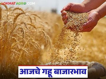 Wheat Market Update : गव्हाच्या दरात मोठे चढ-उतार; 'या' जातीने गाजवला बाजार वाचा सविस्तर - Marathi News | latest news Wheat Market Update: Big fluctuations in wheat prices; 'This' variety dominates the market Read in detail | Latest market-yard News at Lokmat.com