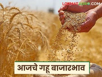 Wheat Market Update : शरबती गहू चमकला; 'या' बाजारात दराने घेतली झेप - Marathi News | latest news Wheat Market Update: Sharbati wheat shines; Prices jump in 'this' market | Latest News at Lokmat.com