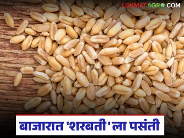 Wheat Market Price : गव्हाच्या दरात तेजी; मुंबई, पुण्यात 'हा' गहू खातोय भाव - Marathi News | latest news Wheat Market Price: Wheat prices rise; 'This' wheat price is eating up in Mumbai, Pune | Latest market-yard News at Lokmat.com