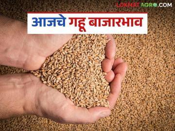 Gahu Market: राज्यात गव्हाची आवक घटली; काही ठिकाणी दरात किरकोळ वाढ वाचा सविस्तर - Marathi News | latest news Wheat Market: Wheat arrivals in the state decreased; prices increased slightly in some places Read in detail | Latest News at Lokmat.com Gahu Market: राज्यात गव्हाची आवक घटली; काही ठिकाणी दरात किरकोळ वाढ वाचा सविस्तर - Marathi News | latest news Wheat Market: Wheat arrivals in the state decreased; prices increased slightly in some places Read in detail | Latest News at Lokmat.com