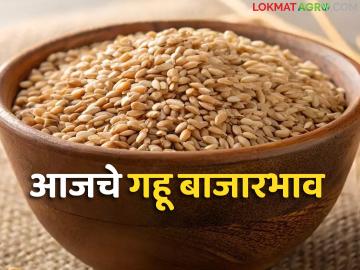 Wheat Market Update : शरबती गव्हाचा जलवा; कोणत्या बाजारात मिळतोय सर्वाधिक दर? वाचा सविस्तर - Marathi News | latest news Wheat Market Update: Sharbati wheat is in high demand; Which market is getting the highest price? Read in detail | Latest News at Lokmat.com