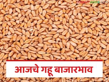 Wheat Market Price : गव्हाच्या बाजारात मोठे चढ-उतार; कुठे ४८०० तर कुठे १०५० वाचा सविस्तर - Marathi News | latest news Wheat Market Price: Big fluctuations in the wheat market! Sometimes 4800 and sometimes 1050 Read in detail | Latest News at Lokmat.com