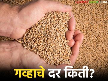 Gahu Bajarbhav : आवक कमी तरी गव्हाचे दर कोसळले; काय आहे कारण वाचा सविस्तर - Marathi News | latest news Gahu Bajarbhav : Wheat prices have fallen despite low arrivals; Read the reason in detail | Latest News at Lokmat.com