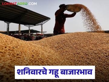 Wheat Market Update : गव्हाच्या बाजारात तेजी; कोणत्या बाजारात मिळाला सर्वाधिक दर? - Marathi News | latest news Wheat Market Update: Wheat market up; Which market got the highest price? | Latest News at Lokmat.com