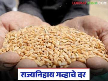 देशांतर्गत मार्केटमध्ये गव्हाचे दर घसरले, महाराष्ट्रात किती टक्क्यांची घसरण, पुढे दर कसे राहतील?  - Marathi News | Latest news Wheat prices have fallen in domestic market how will the prices be in future | Latest News at Lokmat.com