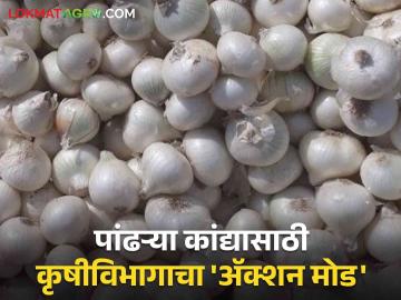 White Onion Production : पांढऱ्या कांद्याचे बियाणे उत्पादीत करा सोबत साडेचार हजार अनुदान मिळवा - Marathi News | White Onion Production: Produce white onion seeds and get a grant of Rs four thousand and five hundred | Latest News at Lokmat.com