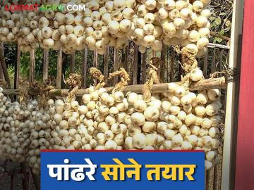 Alibaug White Onion : अलिबागमध्ये यंदा पाच हजार मेट्रिक टन पांढऱ्या कांद्याचे उत्पादन होणार; कांदा लवकरच बाजारात येणार - Marathi News | Alibaug White Onion : Five thousand metric tons of white onion will be produced in Alibaug this year; It will be available in the market soon | Latest News at Lokmat.com