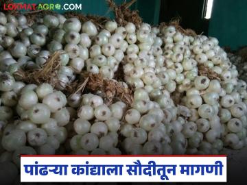 अलिबागच्या पांढऱ्या कांद्याला परदेशातून मागणी; कांदा वाढविणार आता सौदी अरेबियातील पदार्थांची चव - Marathi News | Alibaug's white onion is in demand from abroad; Onion will now enhance the taste of dishes in Saudi Arabia | Latest News at Lokmat.com