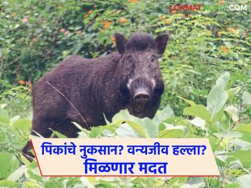Wild Animal Attack : वन्यप्राण्यांचा हल्ला; शेतकऱ्यांना मिळणार १ कोटींचा आधार वाचा सविस्तर - Marathi News | latest news Wild Animal Attack: Wild animal attack; Farmers will get Rs 1 crore support Read in detail | Latest News at Lokmat.com