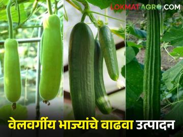 उन्हाळी भाजीपाला पिकाचे उत्पादन वाढवायचंय; आंतरमशागती बरोबर करा आच्छादन - Marathi News | To increase the production of summer vegetable crop; do intercultural operation with mulching | Latest News at Lokmat.com उन्हाळी भाजीपाला पिकाचे उत्पादन वाढवायचंय; आंतरमशागती बरोबर करा आच्छादन - Marathi News | To increase the production of summer vegetable crop; do intercultural operation with mulching | Latest News at Lokmat.com