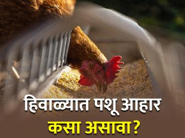 पशूपालकांसाठी महत्वाचे! हिवाळ्यात पशु आहार कसा असावा? - Marathi News | Latest News Advice About animal feed and Poultry farms Birds in winter | Latest News at Lokmat.com