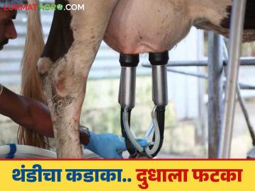 Milk Production : थंडीत जनावरांचे दूध का कमी पडते; काय आहेत कारणे? - Marathi News | Milk Production : Why does animal milk decrease in winter? What are the reasons? | Latest News at Lokmat.com