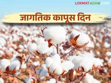 World Cotton Day 2024 : अत्याधुनिक टेक्नीकने कापसाची विविधांगी वीण - Marathi News | World Cotton Day 2024 : Today's world cotton day | Latest News at Lokmat.com