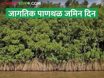 world wetlands day; पर्यावरण संतुलनासाठी पाणथळ जागांचे संवर्धन आवश्यक - Marathi News | world wetlands day; Conservation of wetlands is essential for environmental balance | Latest News at Lokmat.com world wetlands day; पर्यावरण संतुलनासाठी पाणथळ जागांचे संवर्धन आवश्यक - Marathi News | world wetlands day; Conservation of wetlands is essential for environmental balance | Latest News at Lokmat.com