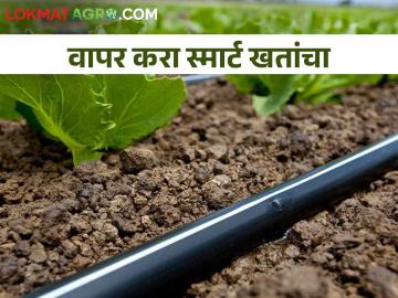 खतांवरील खर्च कमी करून उत्पन्न वाढवायचय.. मग वापरा ही खते - Marathi News | If you want to reduce the cost of fertilizers and increase the income.. then use these fertilizers | Latest News at Lokmat.com खतांवरील खर्च कमी करून उत्पन्न वाढवायचय.. मग वापरा ही खते - Marathi News | If you want to reduce the cost of fertilizers and increase the income.. then use these fertilizers | Latest News at Lokmat.com