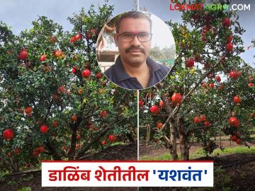 आटपाडीच्या यशवंतचे डाळिंब परदेशात रवाना; माळरानावरील ५०० झाडांनी दिले २५ लाखांचे उत्पन्न - Marathi News | Yashwant's pomegranates from Atpadi are sent abroad; from 500 trees have yielded an income of Rs 25 lakhs | Latest News at Lokmat.com