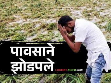 Crop Damage : ऐन हंगामात वादळी पावसाने झोडपले; वादळाने छप्पर उडाले, झाडे कोसळली - Marathi News | Crop Damage : stormy rains lashed during the season in yavatmal | Latest News at Lokmat.com