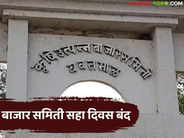Yavatmal APMC Market : सलग ६ दिवस बाजार समिती बंद; दरावर काय परिणाम होणार? - Marathi News | latest news Yavatmal APMC Market: Market committee closed for 6 consecutive days; What will be the impact on prices? | Latest News at Lokmat.com